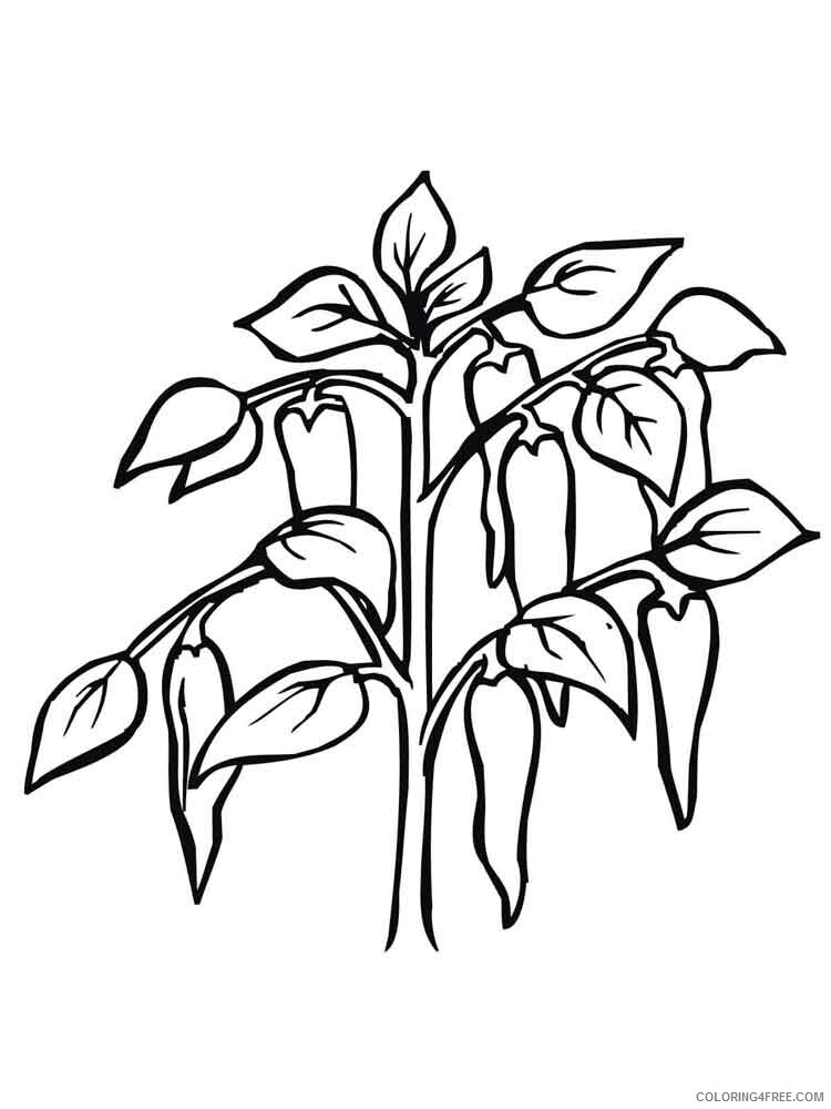 Pepper Coloring Pages Vegetables Food Vegetables Pepper 4 Printable 2021 642 Coloring4free