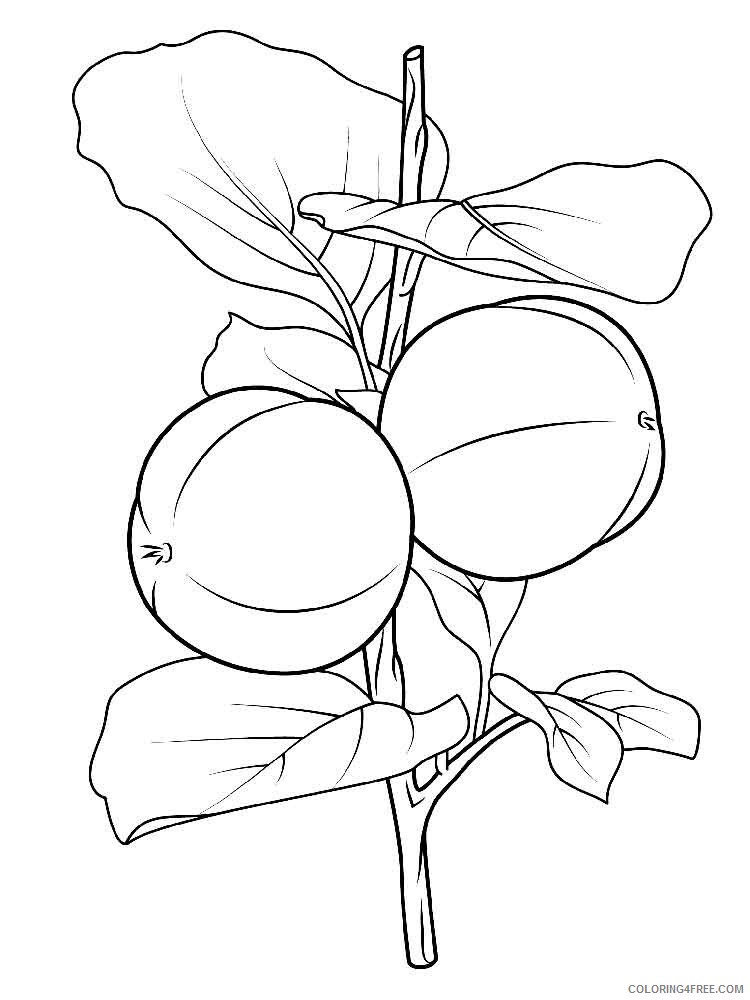 Persimmon Coloring Pages Fruits Food Persimmon fruits 6 Printable 2021 340 Coloring4free