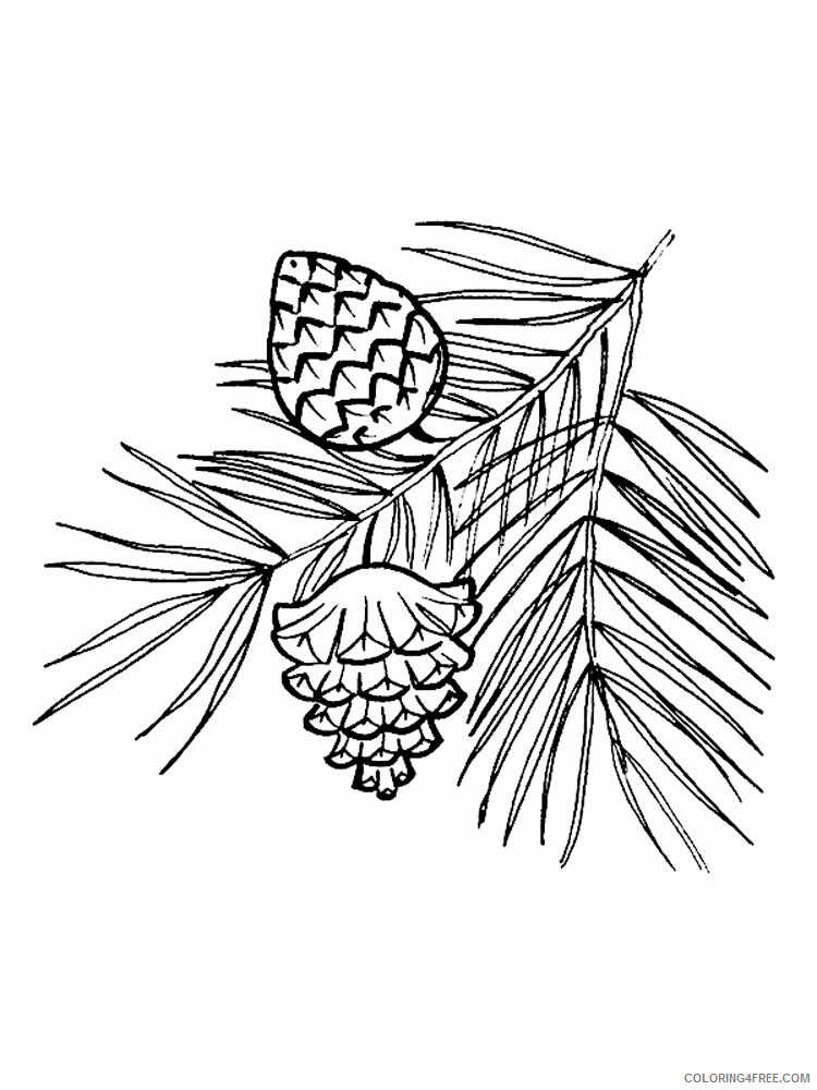 Pine Cone Coloring Pages Tree Nature Pine Cone 1 Printable 2021 589 Coloring4free