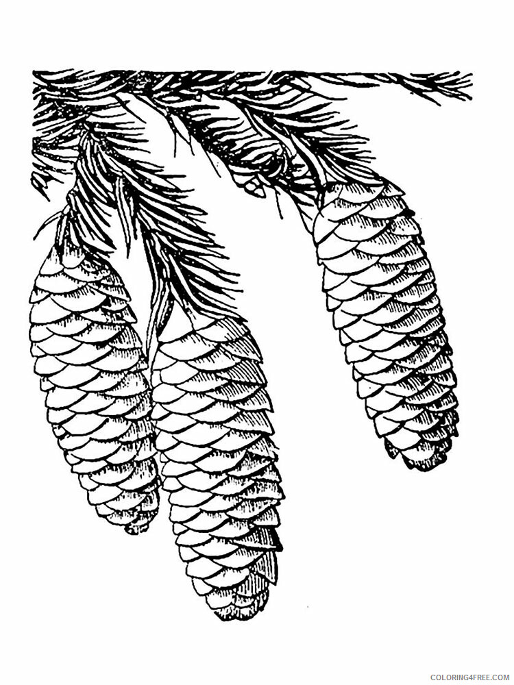 Pine Cone Coloring Pages Tree Nature Pine Cone 2 Printable 2021 595 Coloring4free