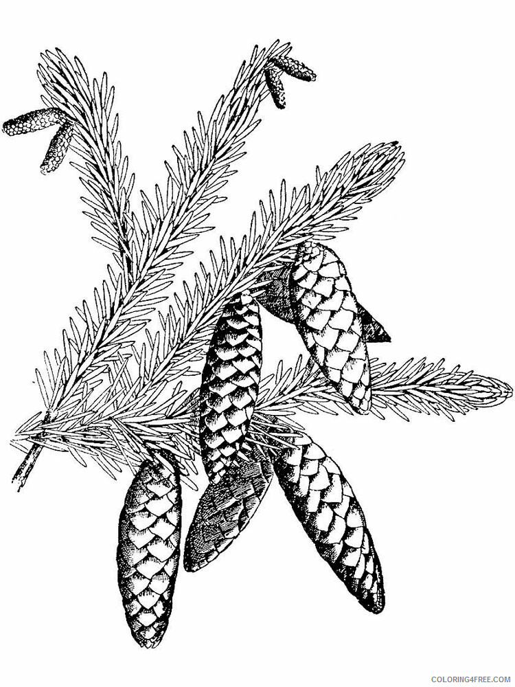 Pine Cone Coloring Pages Tree Nature Pine Cone 5 Printable 2021 597 Coloring4free