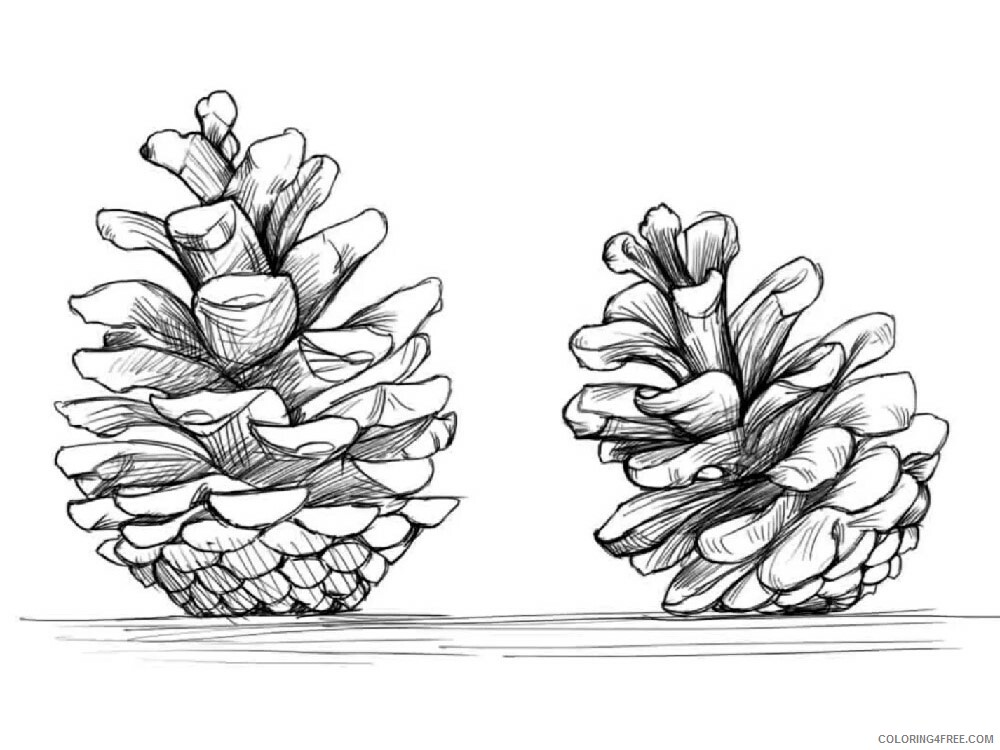 Pine Cone Coloring Pages Tree Nature Pine Cone 6 Printable 2021 598 Coloring4free