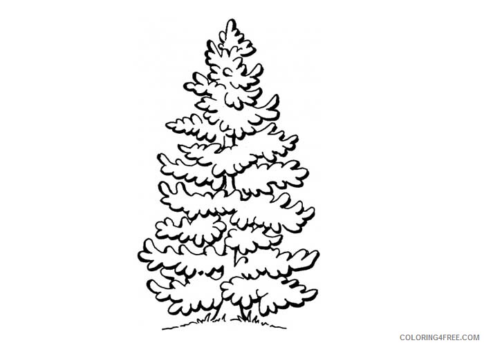 Pine Tree Coloring Pages Tree Nature Pine tree Printable 2021 602 Coloring4free