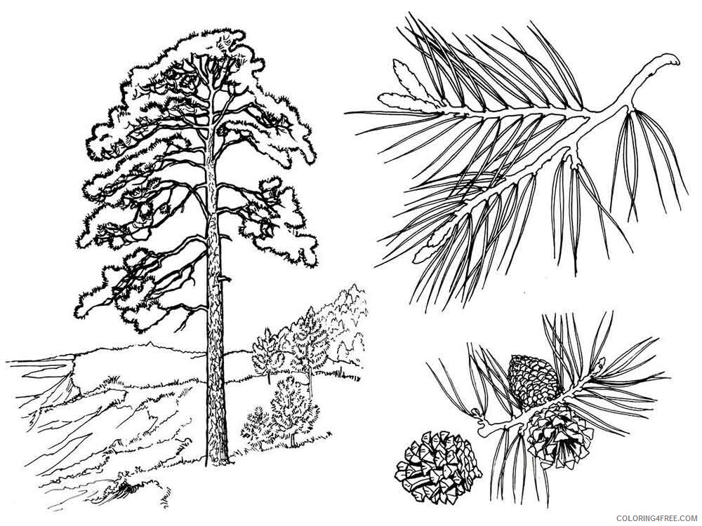Pine Tree Coloring Pages Tree Nature pine tree 1 Printable 2021 603 Coloring4free