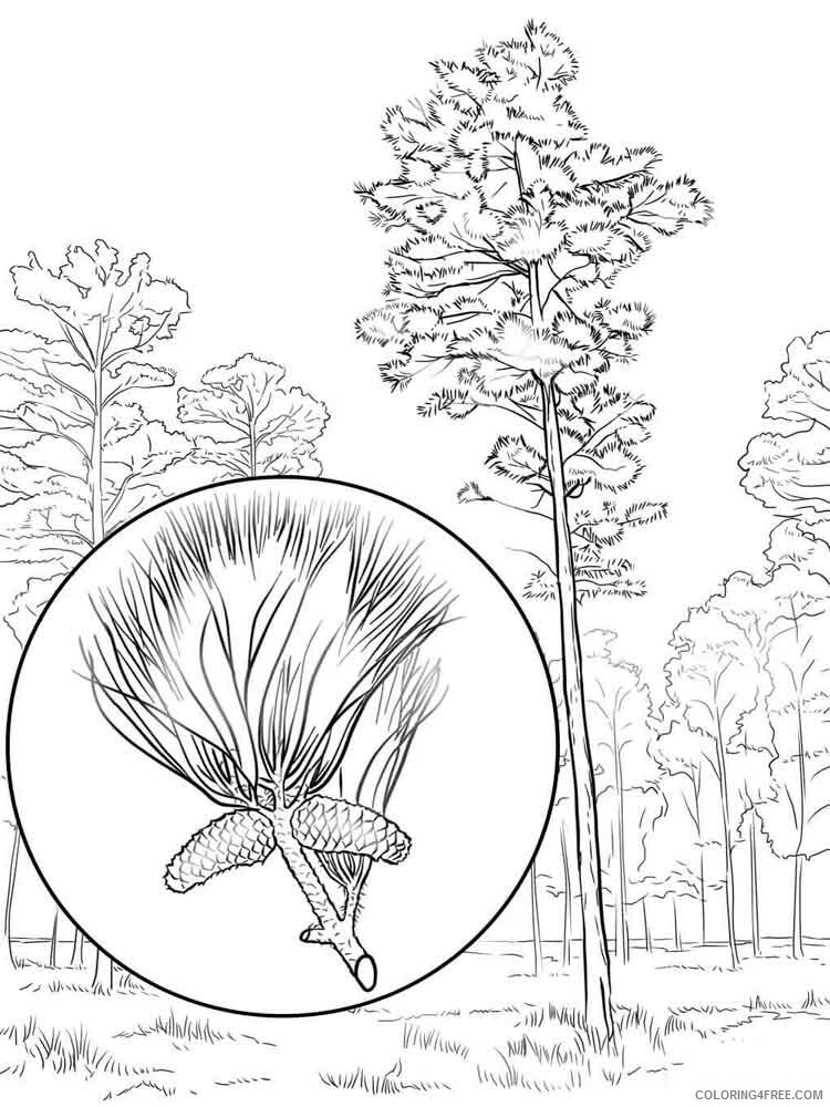 Pine Tree Coloring Pages Tree Nature pine tree 3 Printable 2021 605 Coloring4free