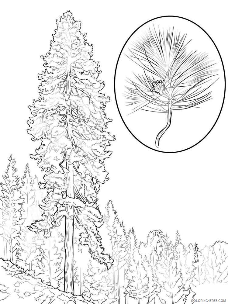Pine Tree Coloring Pages Tree Nature pine tree 4 Printable 2021 606 Coloring4free