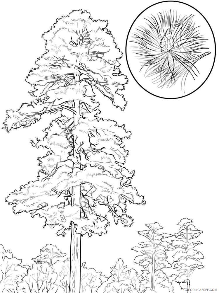 Pine Tree Coloring Pages Tree Nature pine tree 5 Printable 2021 607 Coloring4free