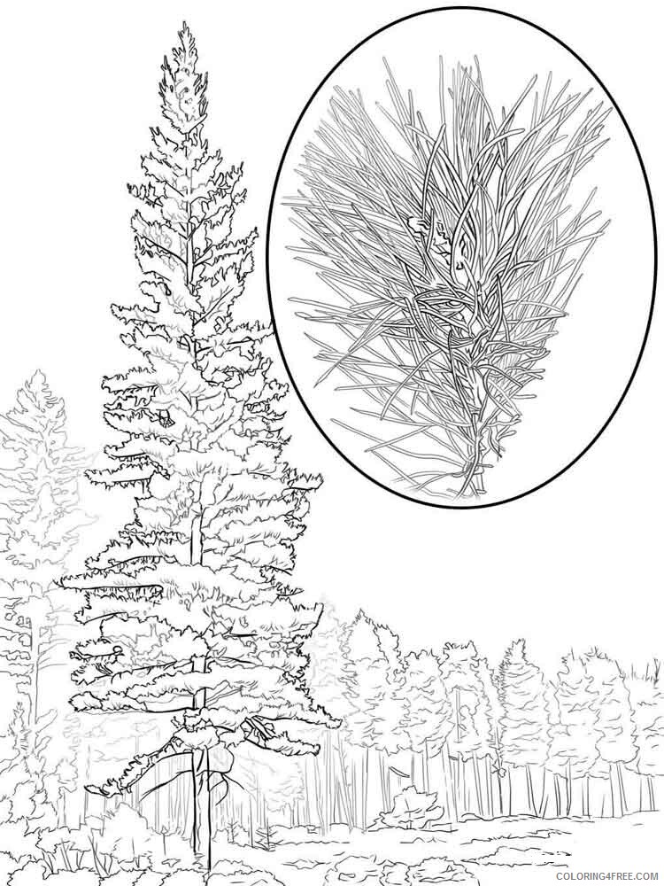 Pine Tree Coloring Pages Tree Nature pine tree 6 Printable 2021 608 Coloring4free