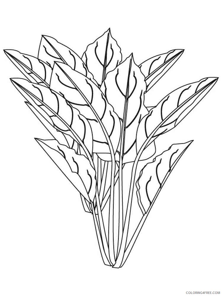 Plants Coloring Pages Nature plants 20 Printable 2021 436 Coloring4free