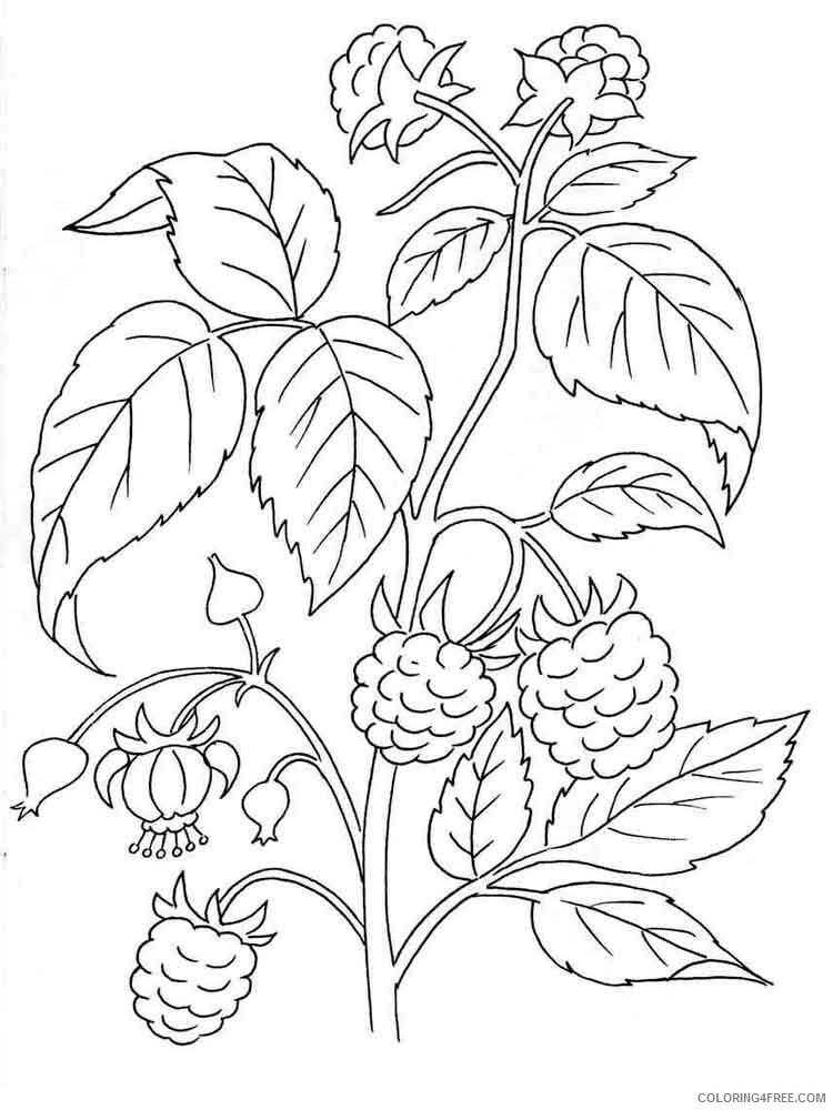 Plants Coloring Pages Nature plants 3 Printable 2021 438 Coloring4free