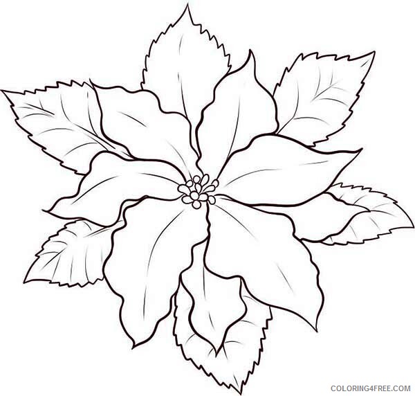 Poinsettia Coloring Pages Flowers Nature How to Draw Poinsettia Printable 2021 Coloring4free
