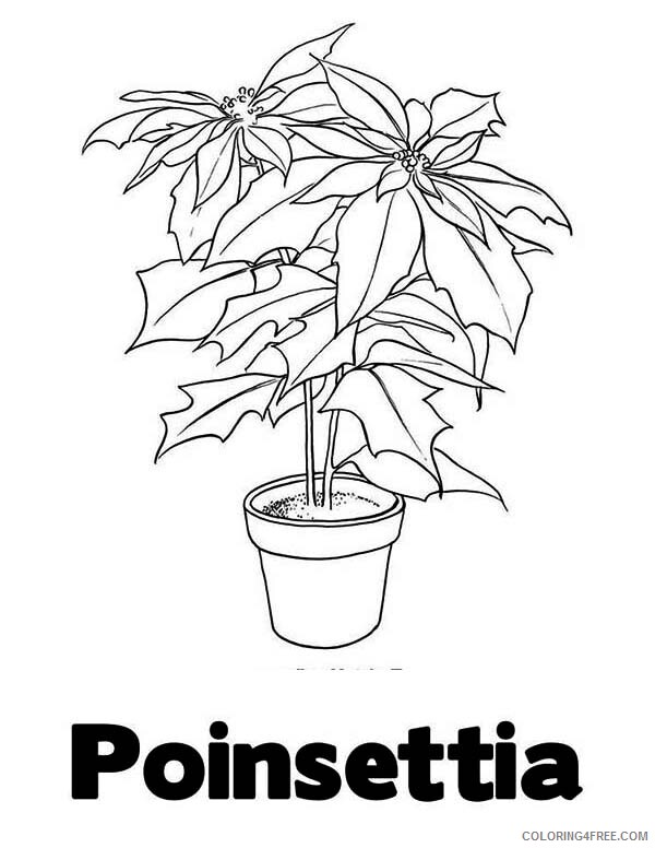 Poinsettia Coloring Pages Flowers Nature Letter P is for Poinsettia Printable 2021 Coloring4free