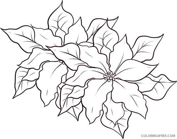 Poinsettia Coloring Pages Flowers Nature Poinsettia Decor for Poinsettia Day 2021 Coloring4free