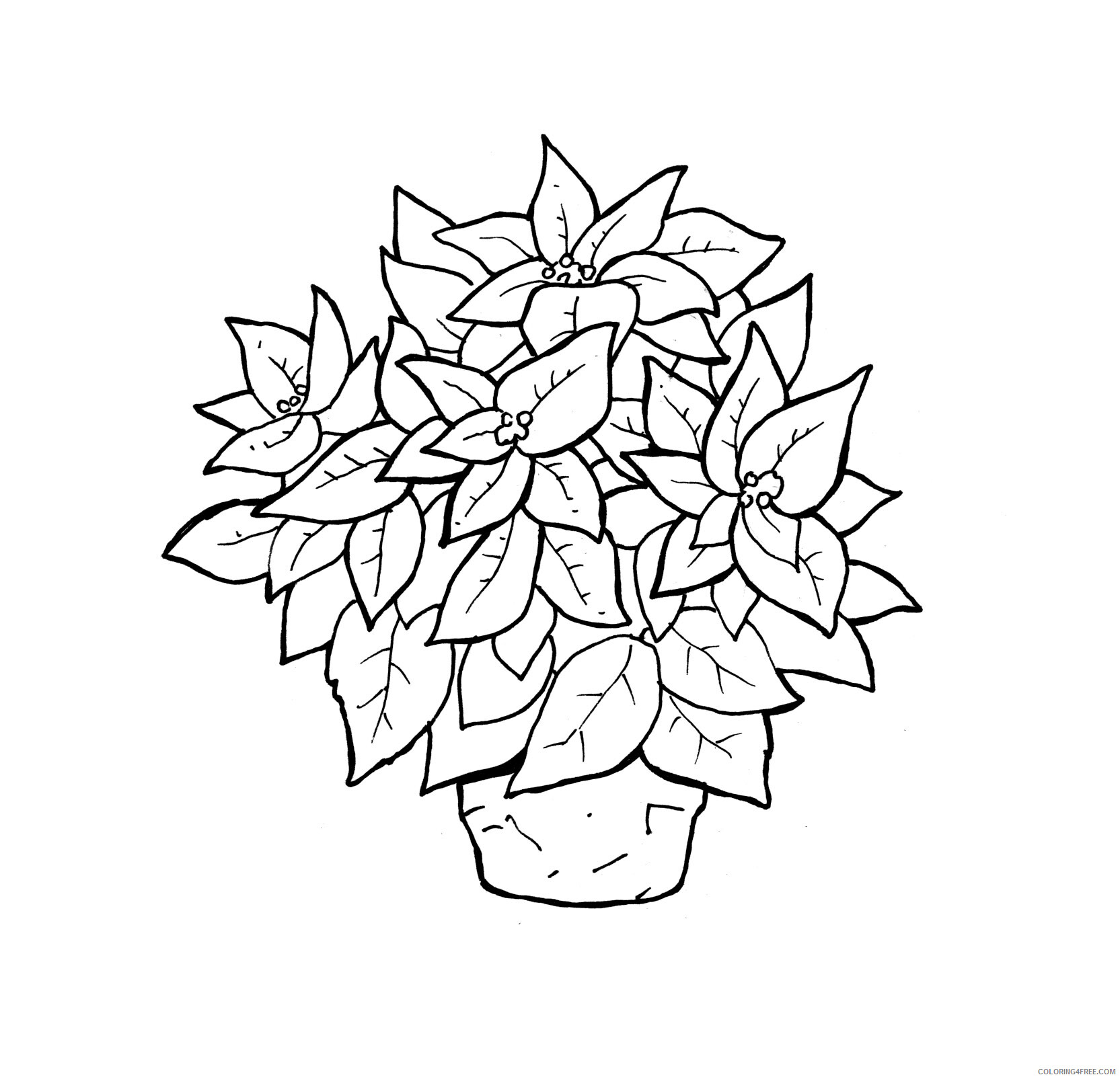 Poinsettia Coloring Pages Flowers Nature Poinsettia Pictures Printable 2021 311 Coloring4free