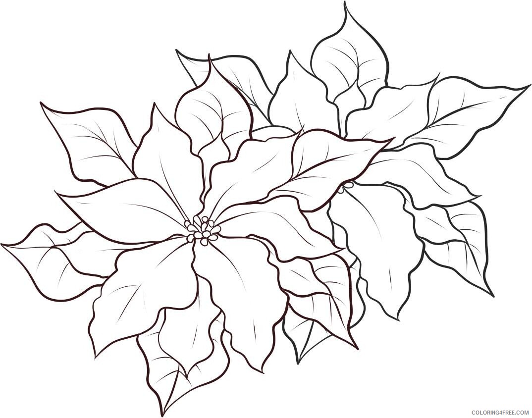 Poinsettia Coloring Pages Flowers Nature Poinsettia Printable 2021 308 Coloring4free