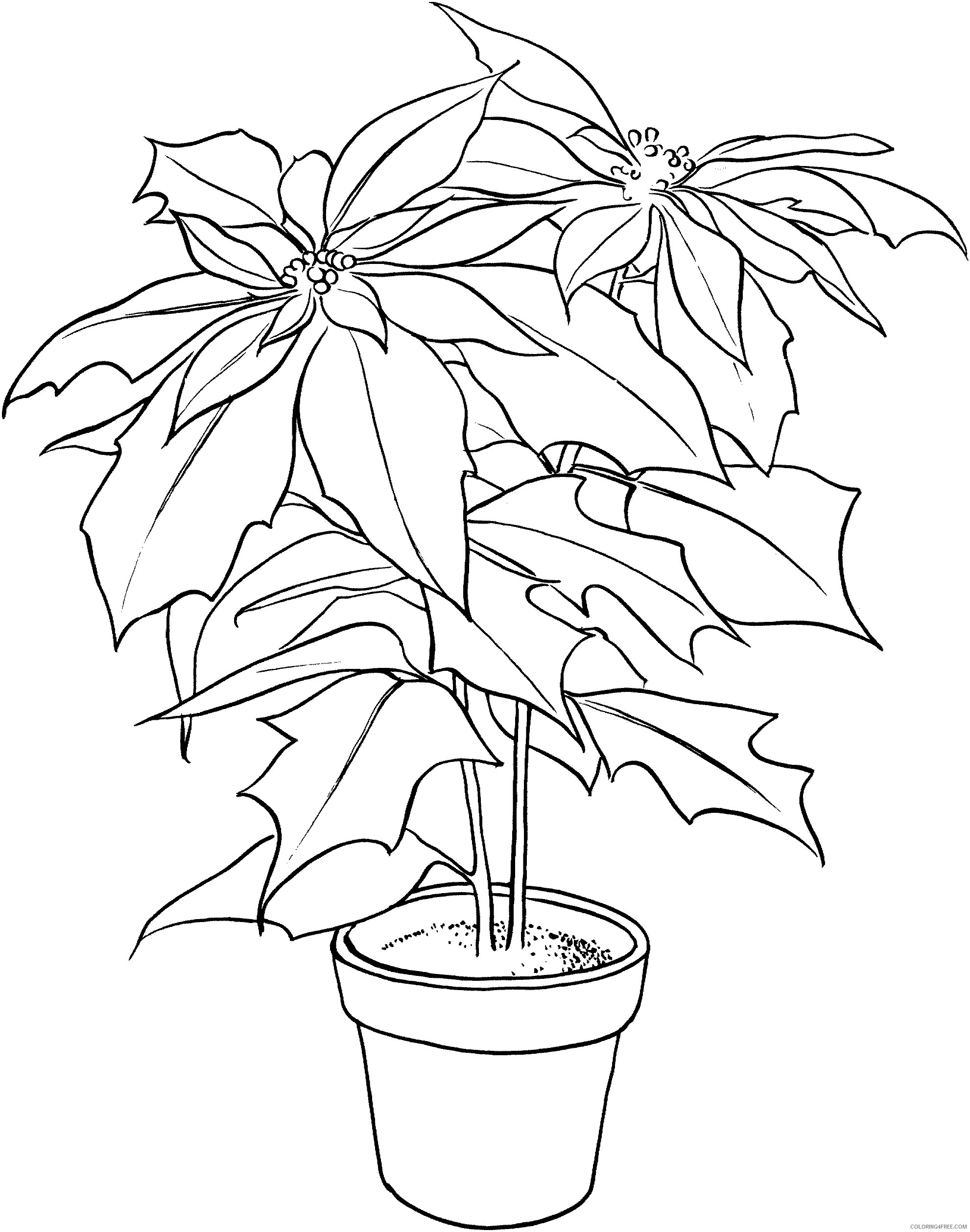 Poinsettia Coloring Pages Flowers Nature Poinsettia Printable 2021 310 Coloring4free