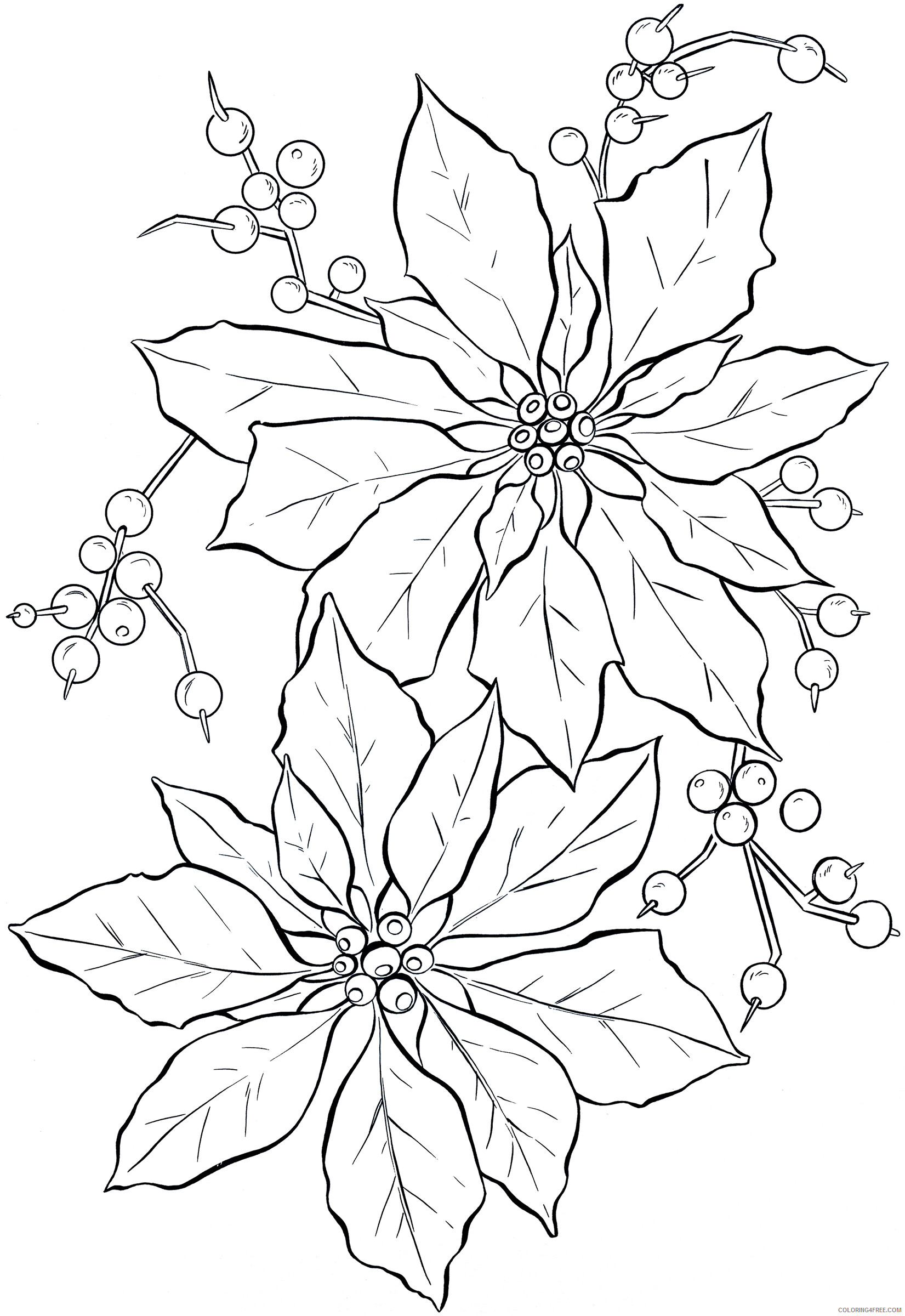Poinsettia Coloring Pages Flowers Nature of Poinsettia Printable 2021 300 Coloring4free