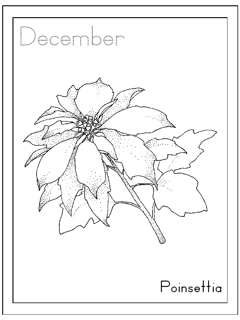 Poinsettia Coloring Pages Flowers Nature of Poinsettia Printable 2021 301 Coloring4free