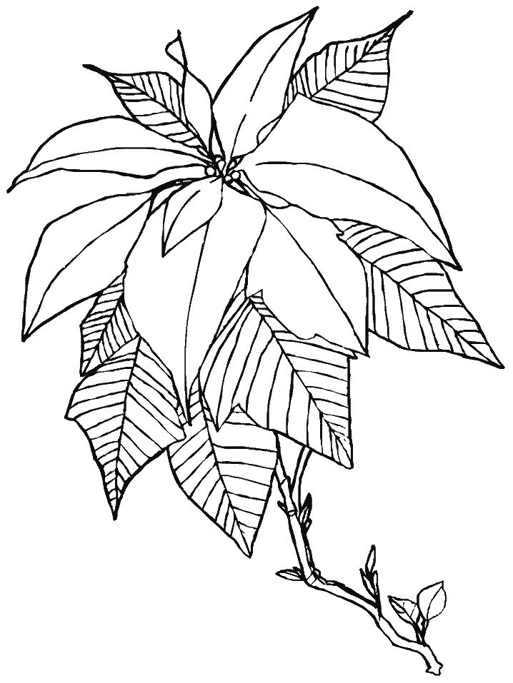 Poinsettia Coloring Pages Flowers Nature poinsettia3 Printable 2021 307 Coloring4free