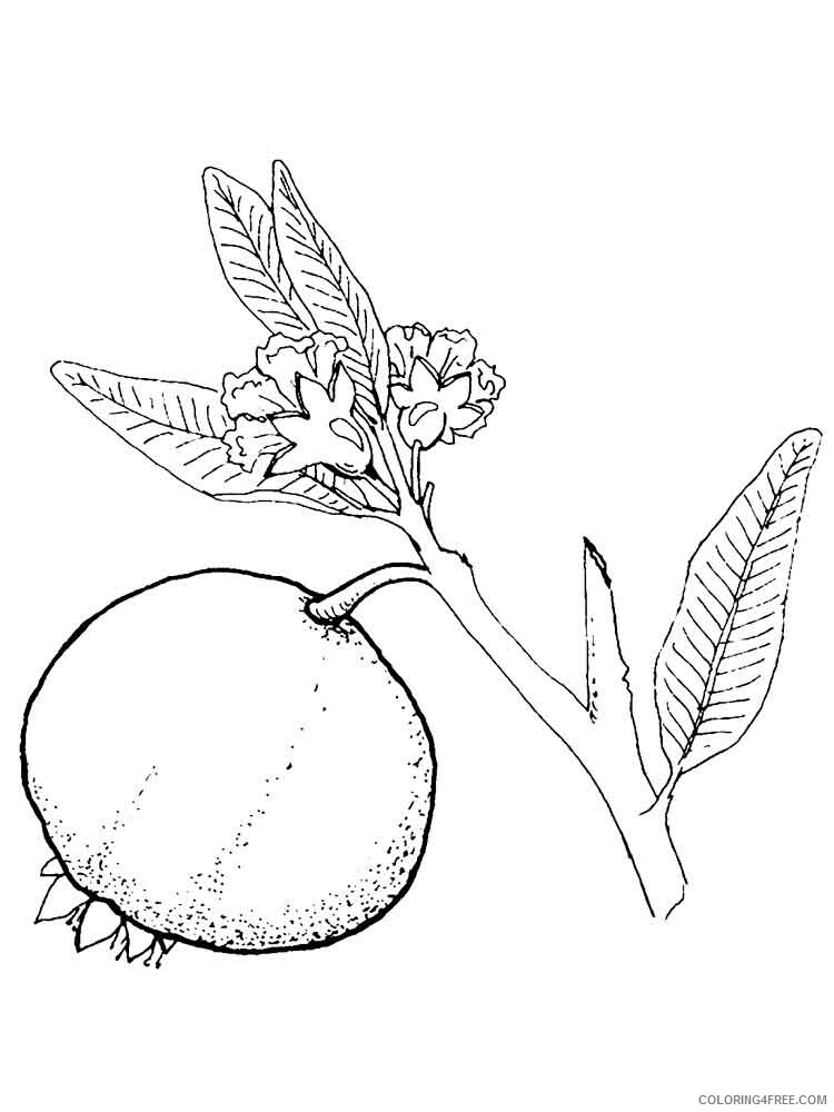 Pomegranate Coloring Pages Fruits Food Pomegranate fruits 5 Printable 2021 380 Coloring4free