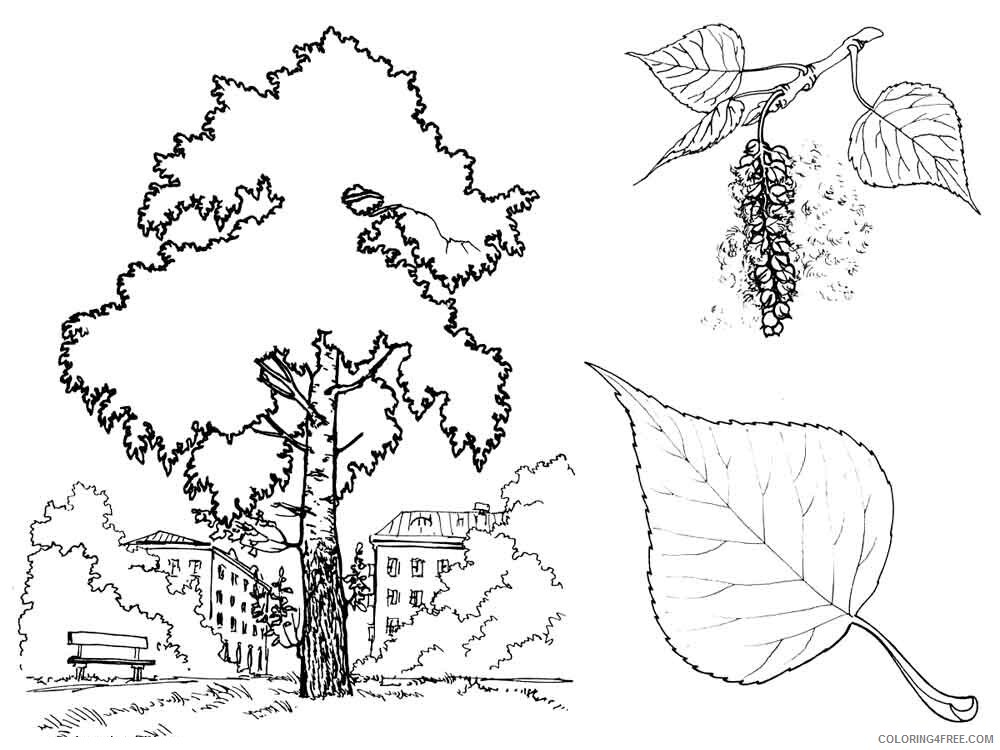 Poplar Tree Coloring Pages Tree Nature poplar tree 2 Printable 2021 611 Coloring4free