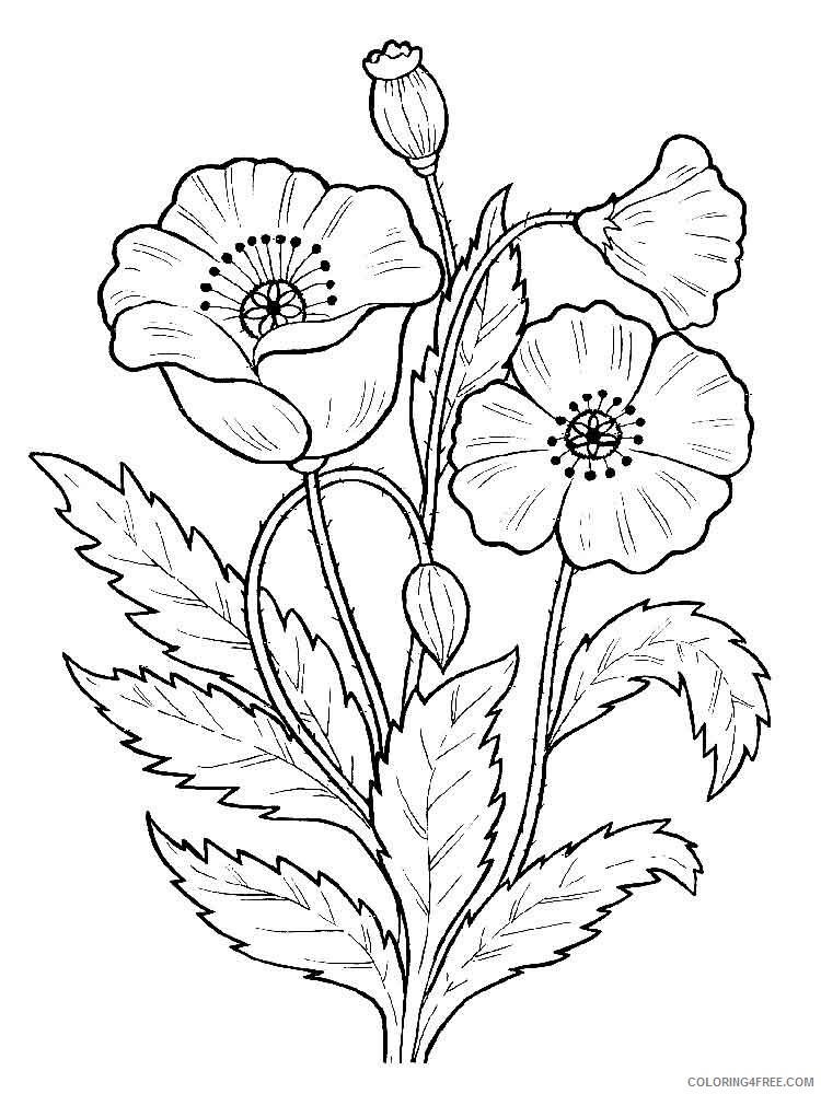 Poppy Coloring Pages Flowers Nature Poppy flower 1 Printable 2021 323 Coloring4free