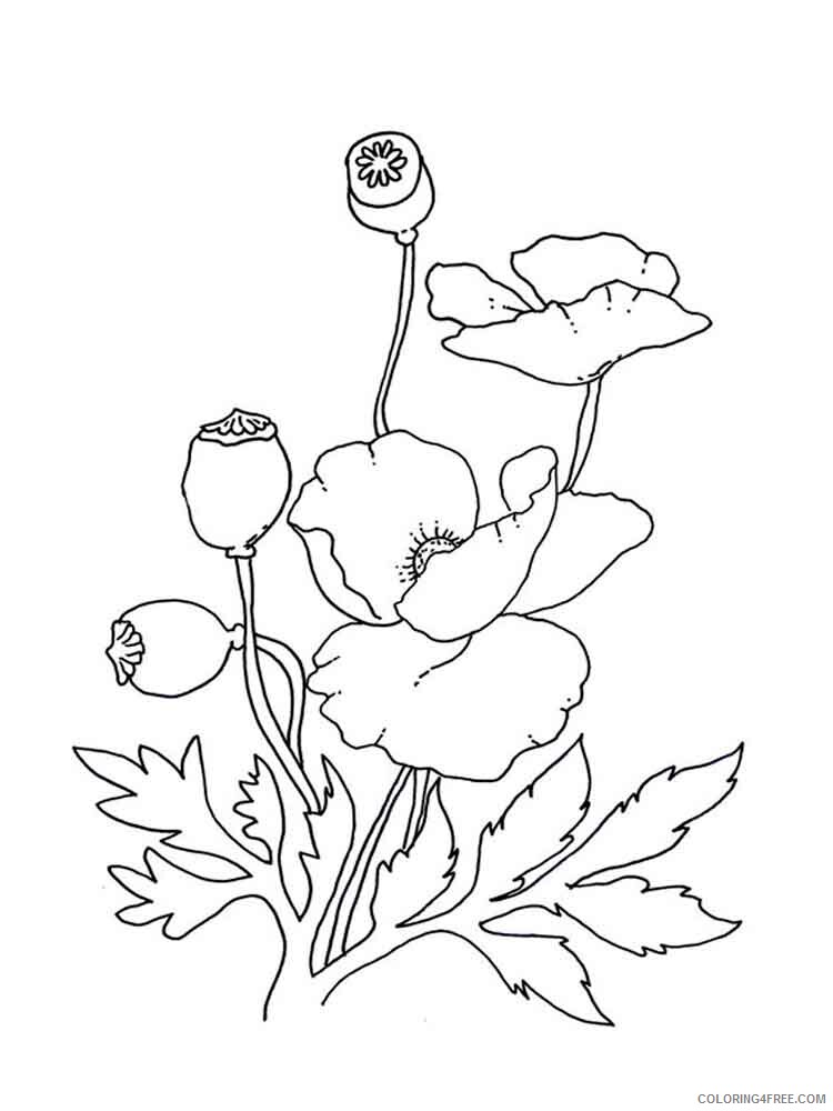 Poppy Coloring Pages Flowers Nature Poppy flower 10 Printable 2021 324 Coloring4free