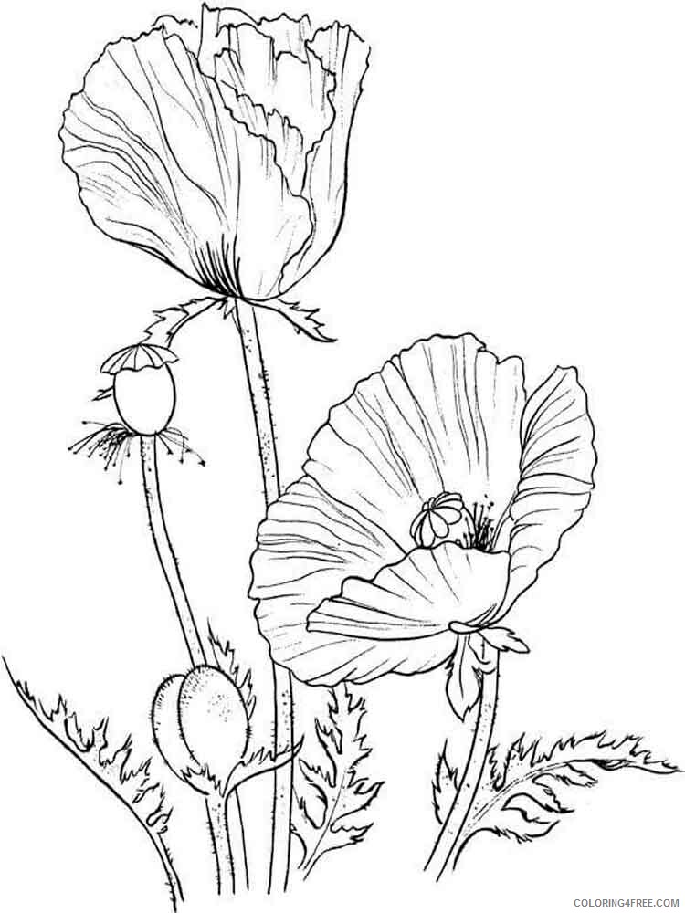 Poppy Coloring Pages Flowers Nature Poppy flower 11 Printable 2021 325 Coloring4free