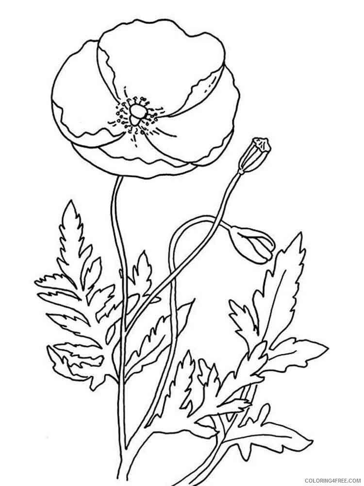 Poppy Coloring Pages Flowers Nature Poppy flower 14 Printable 2021 327 Coloring4free