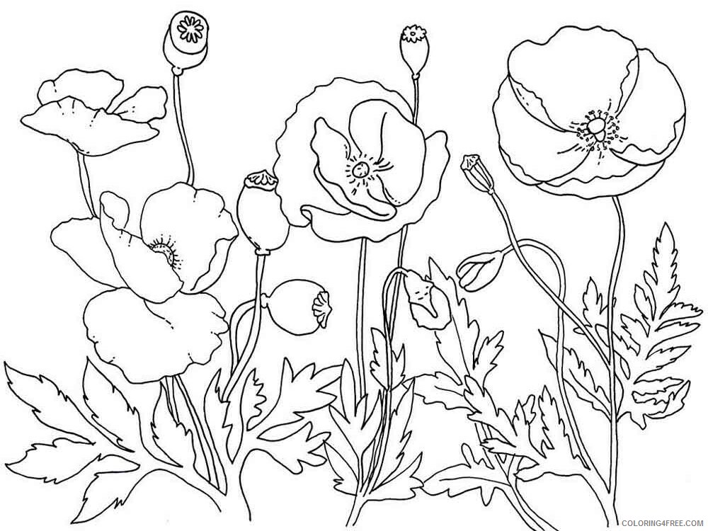 Poppy Coloring Pages Flowers Nature Poppy flower 2 Printable 2021 328 Coloring4free