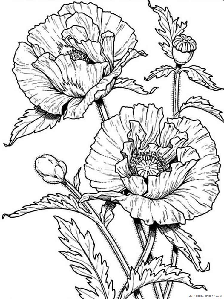 Poppy Coloring Pages Flowers Nature Poppy flower 8 Printable 2021 329 Coloring4free