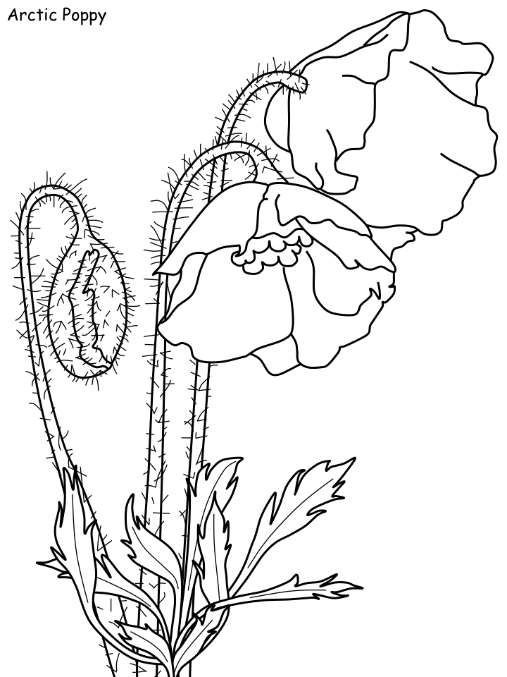 Poppy Coloring Pages Flowers Nature arctic poppy Printable 2021 319 Coloring4free