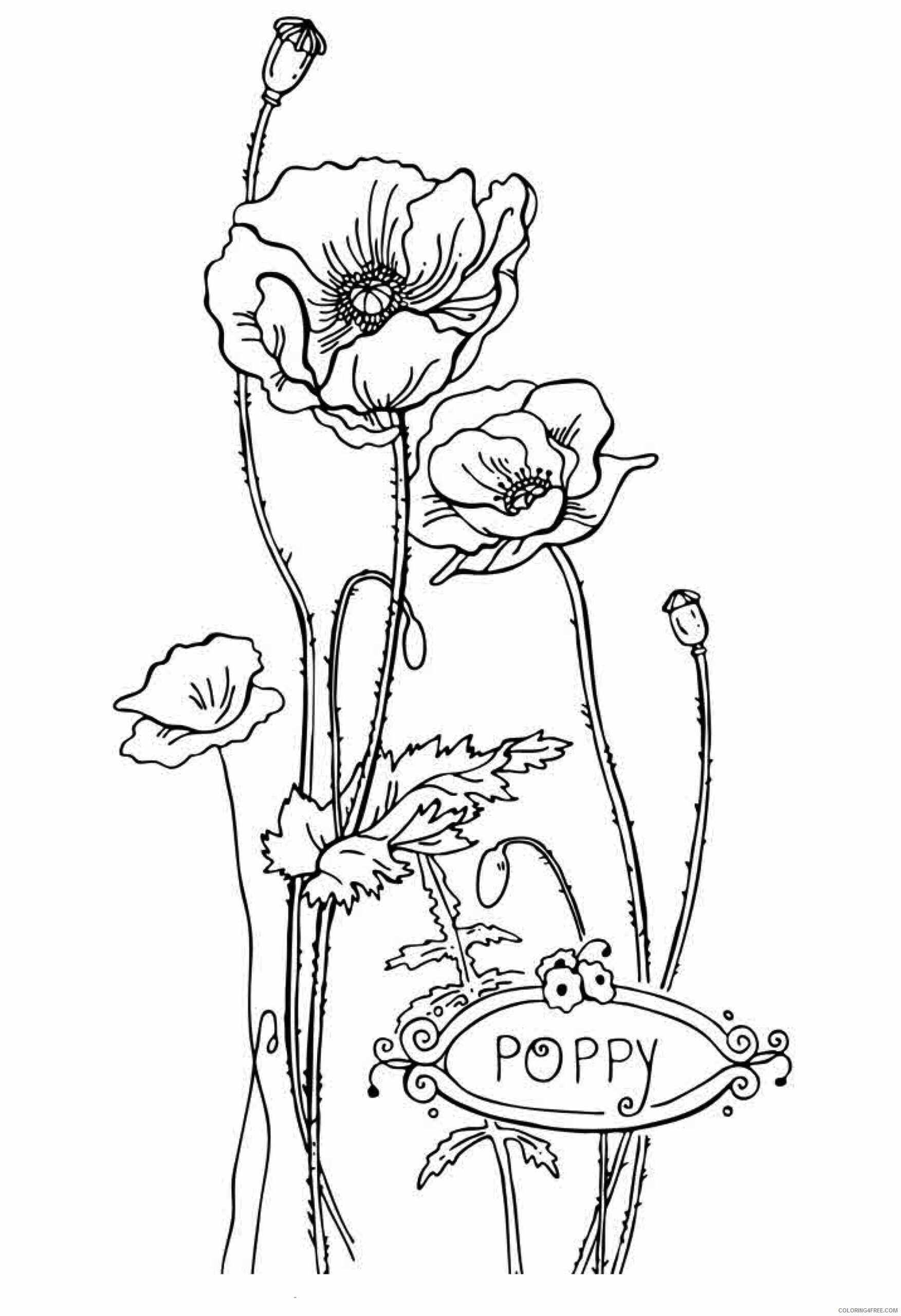 Poppy Coloring Pages Flowers Nature free poppy to Printable 2021 320 Coloring4free