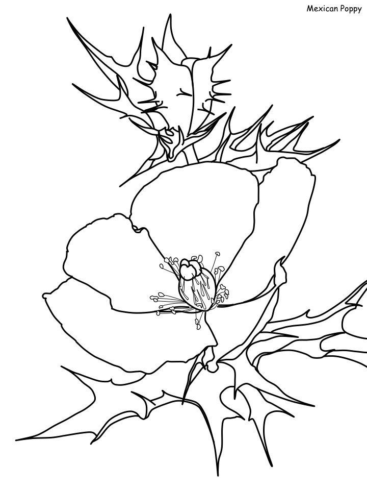 Poppy Coloring Pages Flowers Nature mexican poppy Printable 2021 321 Coloring4free