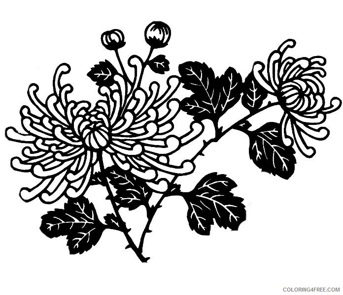 Printable Flower Coloring Pages Flowers Nature Chrysanthemum Printable 2021 Coloring4free
