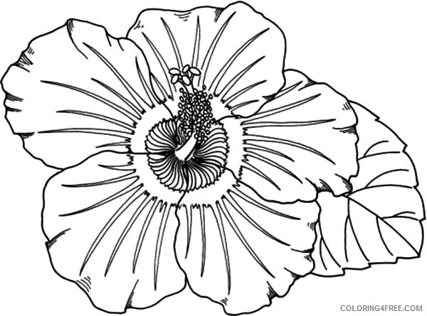 Printable Flower Coloring Pages Flowers Nature Flower from Hawaii Print 2021 Coloring4free