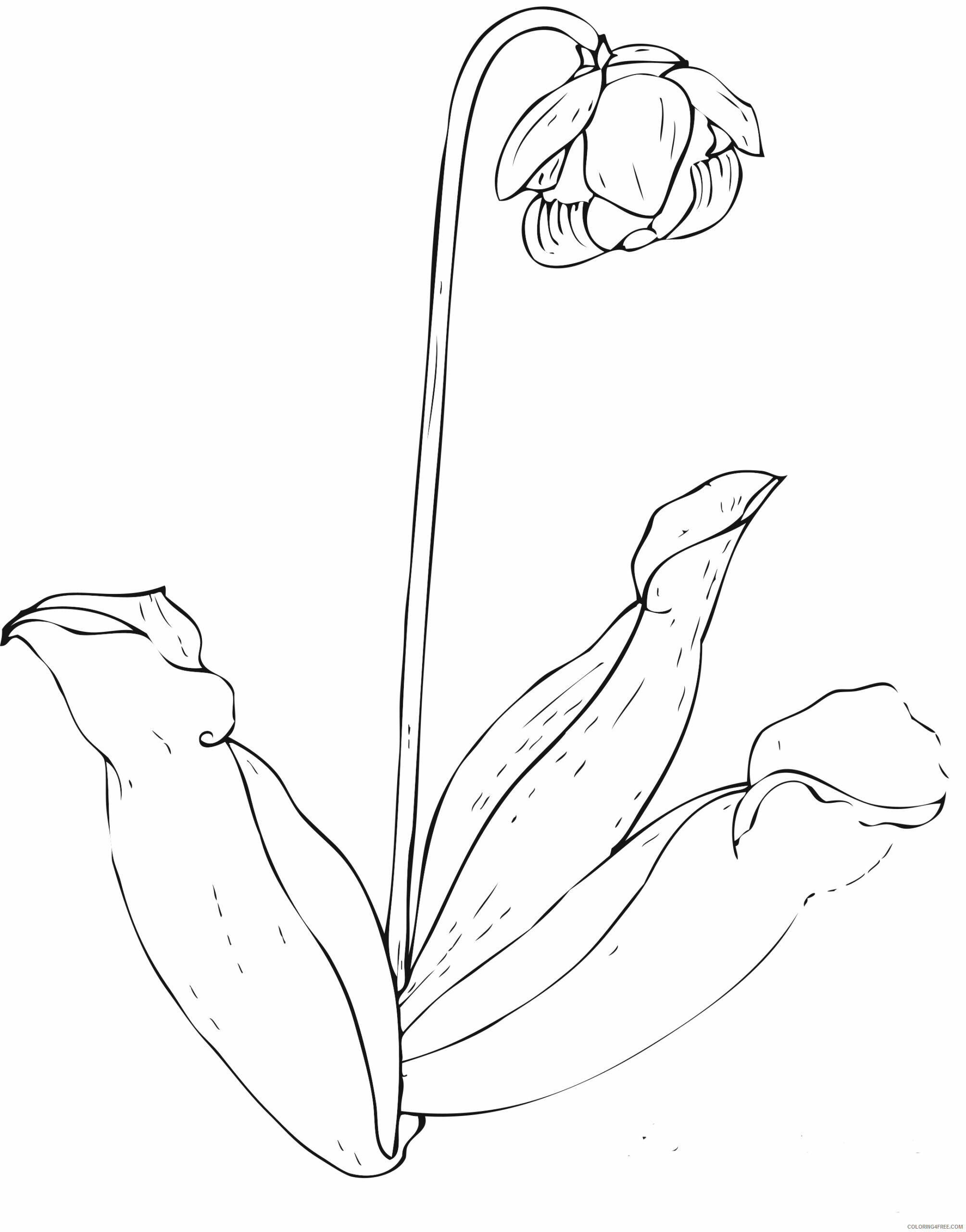Printable Flower Coloring Pages Flowers Nature flower to Printable 2021 406 Coloring4free
