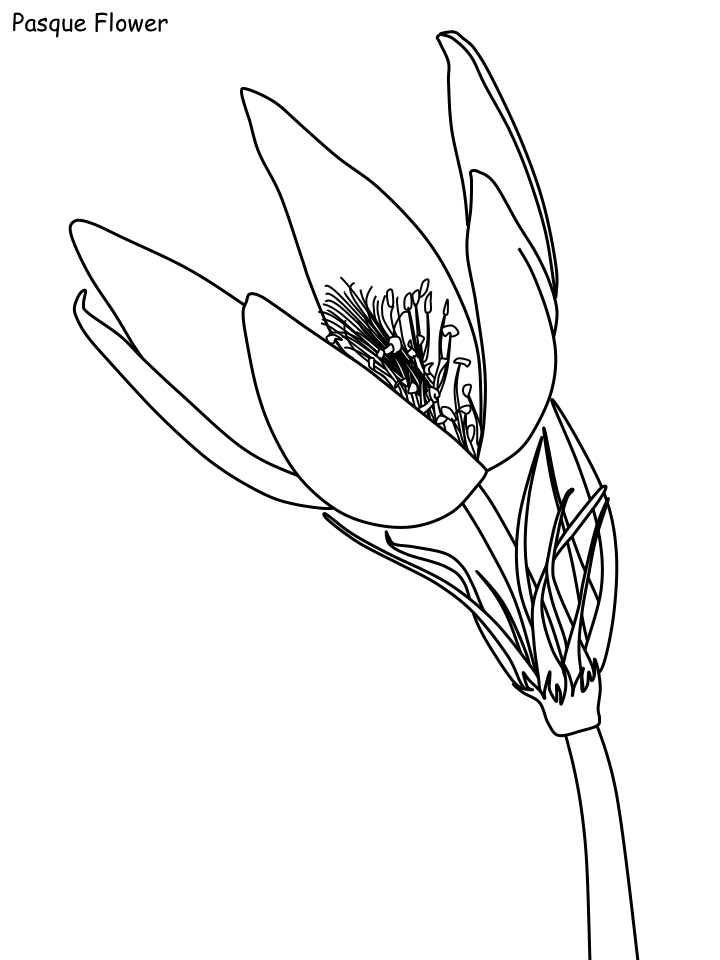 Printable Flower Coloring Pages Flowers Nature pasque flower Printable 2021 418 Coloring4free