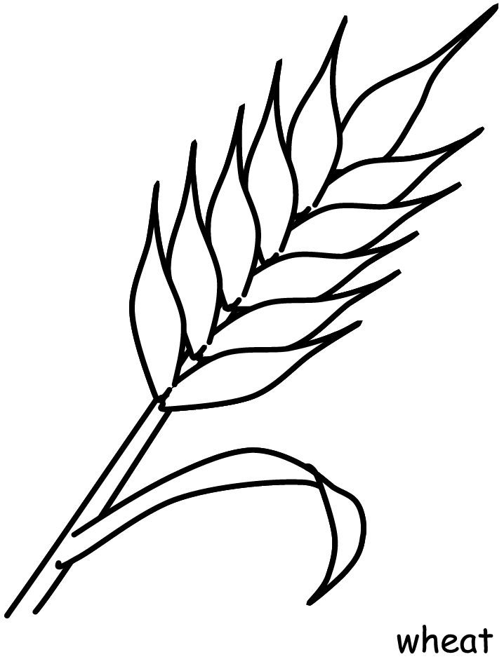 Printable Flower Coloring Pages Flowers Nature wheat Printable 2021 424 Coloring4free