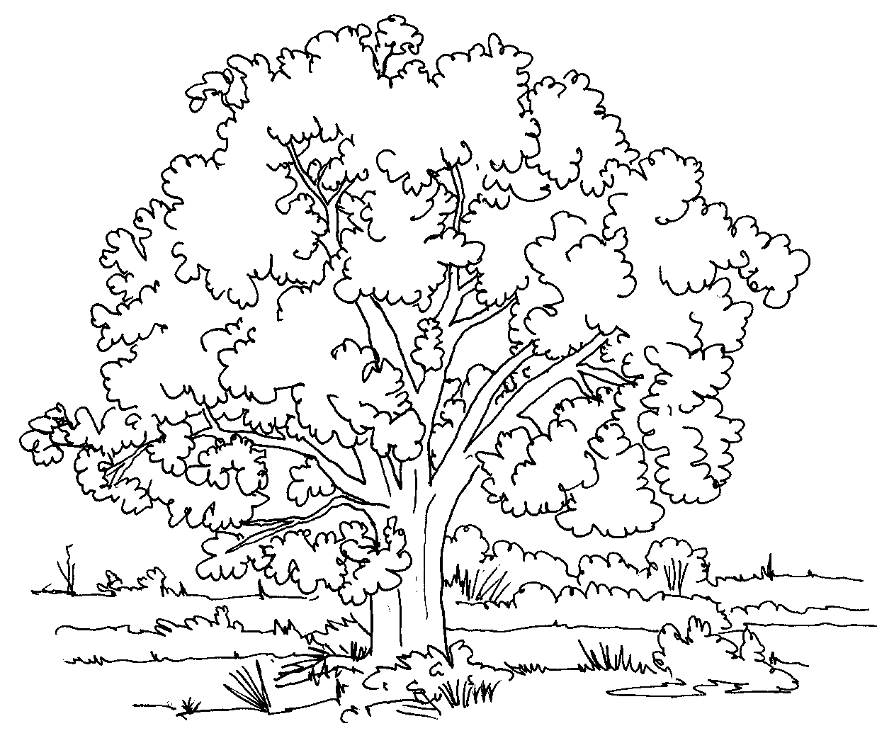 Printable Tree Coloring Pages Tree Nature Tree Printable 2021 670 Coloring4free