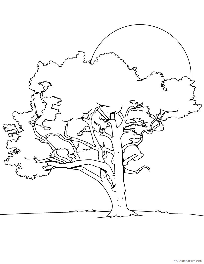 Printable Tree Coloring Pages Tree Nature of Trees Printable 2021 627 Coloring4free
