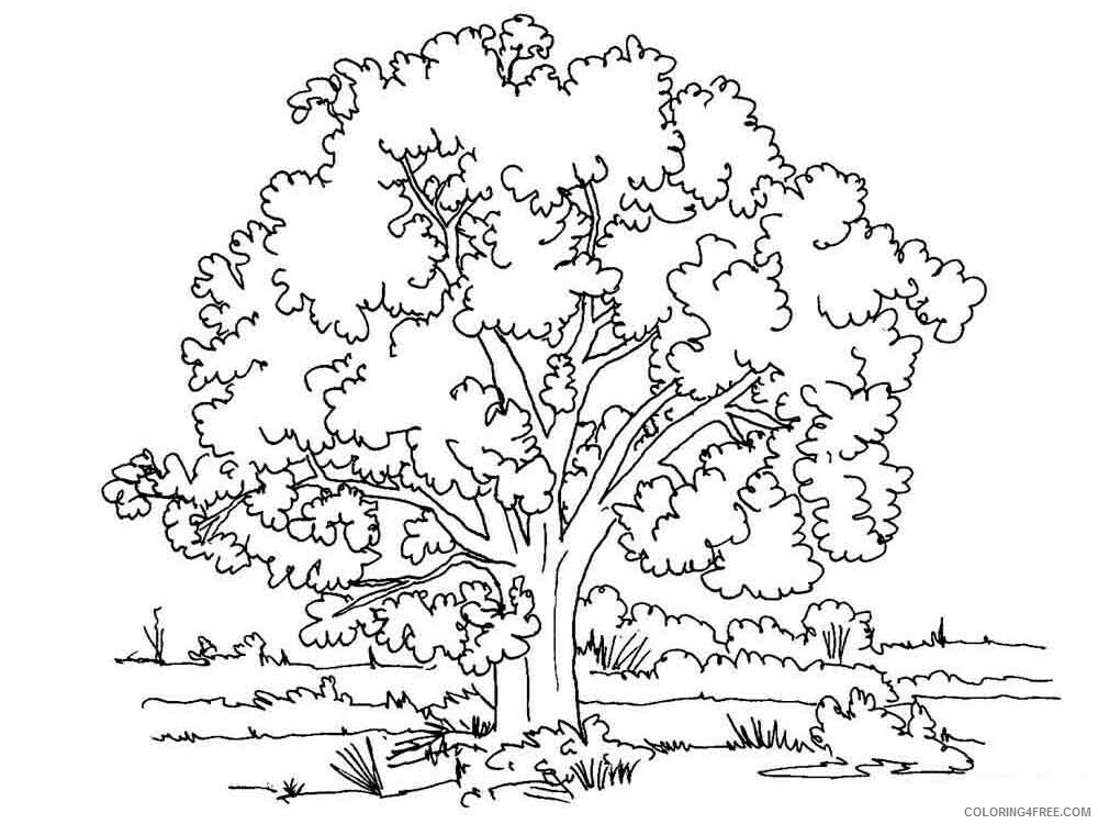 Printable Tree Coloring Pages Tree Nature tree 16 Printable 2021 676 Coloring4free