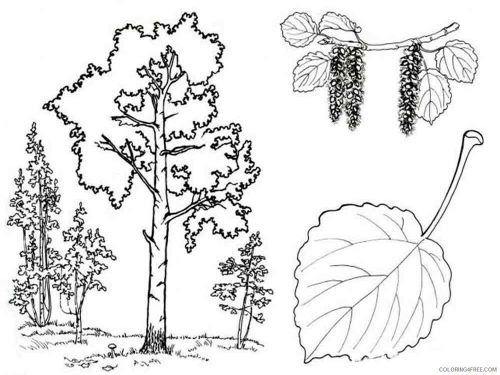 Printable Tree Coloring Pages Tree Nature tree 24 Printable 2021 684 Coloring4free