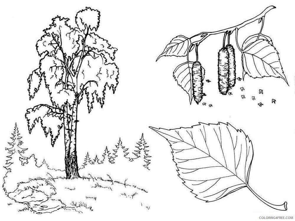 Printable Tree Coloring Pages Tree Nature tree 27 Printable 2021 685 Coloring4free