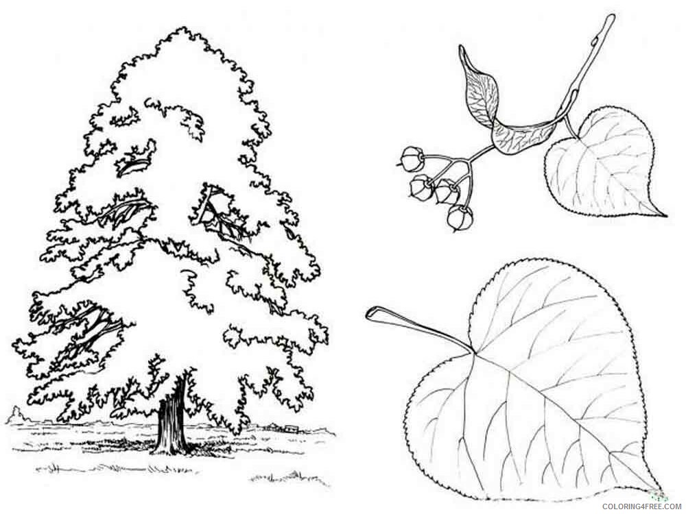 Printable Tree Coloring Pages Tree Nature tree 3 Printable 2021 688 Coloring4free