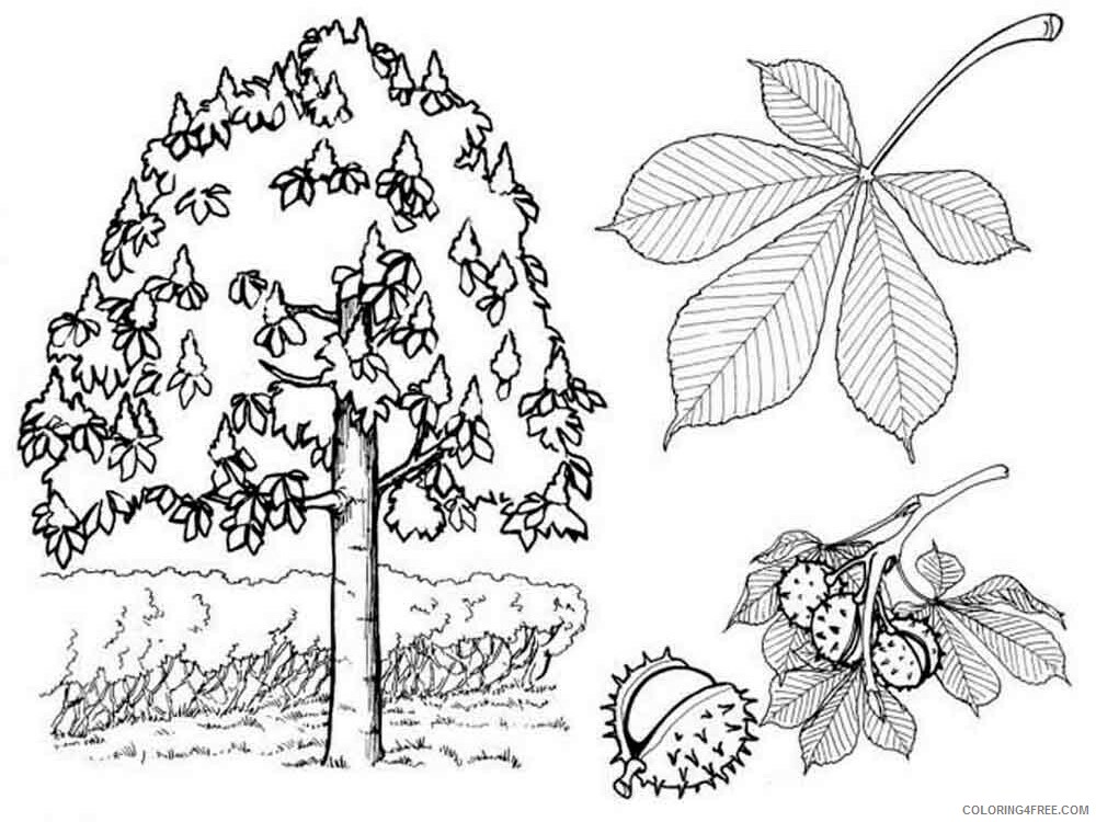 Printable Tree Coloring Pages Tree Nature tree 8 Printable 2021 691 Coloring4free