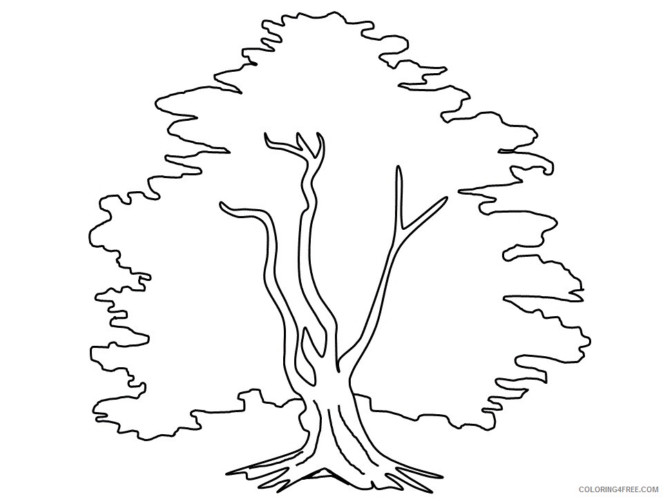 Printable Tree Coloring Pages Tree Nature yew Printable 2021 702 Coloring4free