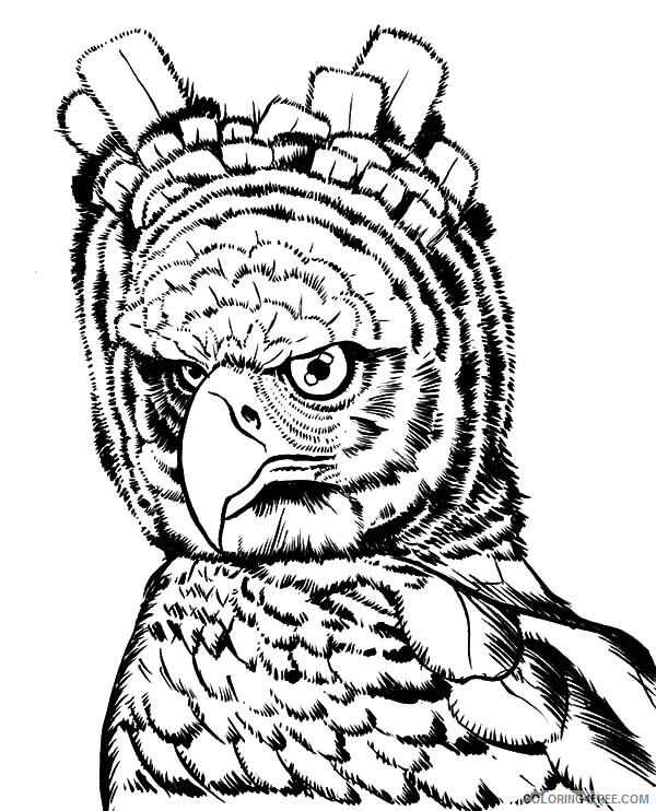 Rainforest Coloring Pages Nature Tropical Rainforests Harpy Eagle Printable 2021 Coloring4free