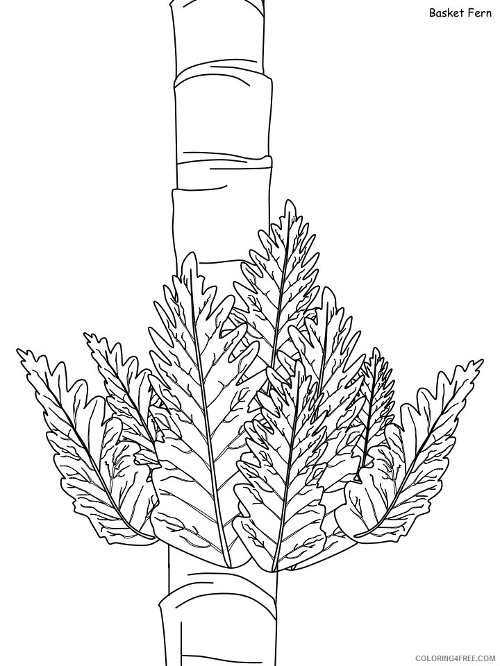 Rainforest Coloring Pages Nature basket fern Printable 2021 466 Coloring4free