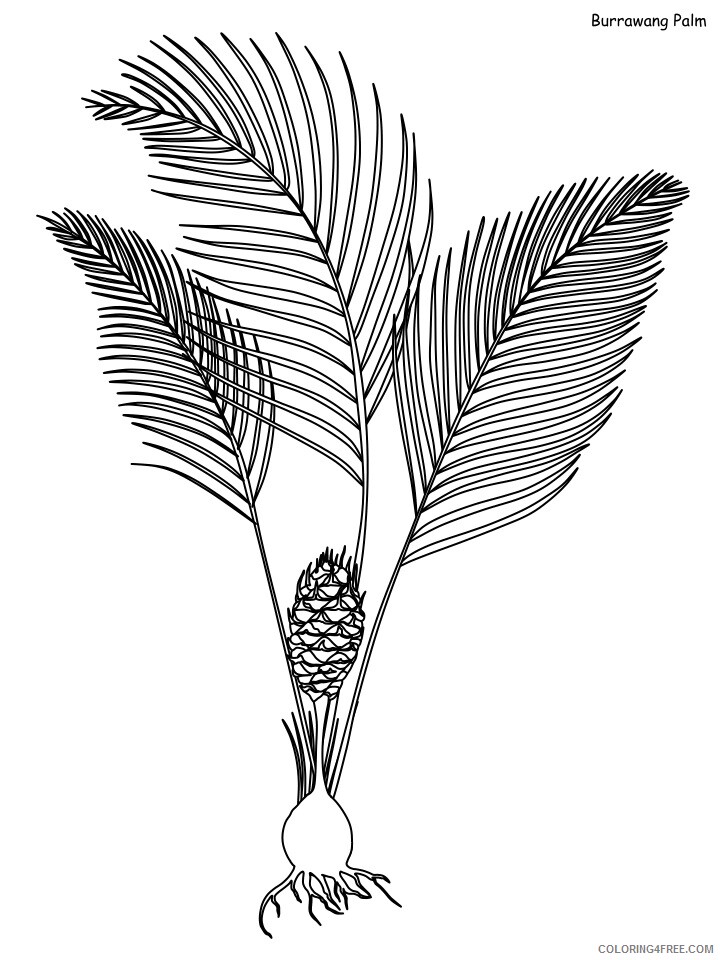 Rainforest Coloring Pages Nature burrawang palm Printable 2021 467 Coloring4free